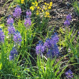 Camassia Quamash