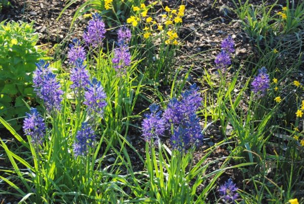 Camassia Quamash