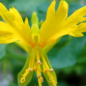 Nasturtium, Canary Creeper