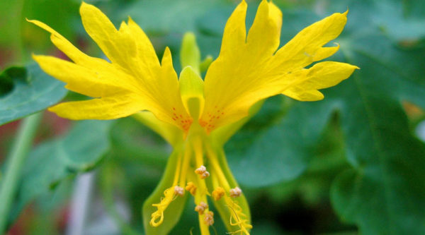 Nasturtium, Canary Creeper