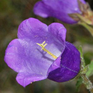 Canterbury Bells