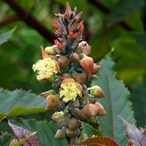 Castor Bean (Ricinus)