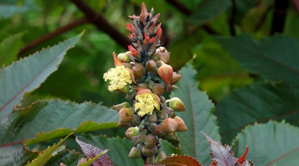 Castor Bean (Ricinus)