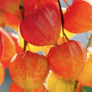 Chinese Lantern