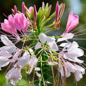 Cleome, Rose Queen