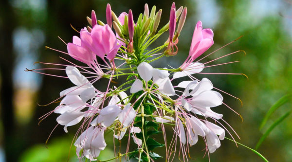 Cleome, Rose Queen