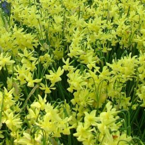 Cyclamineus Narcissus, February Gold