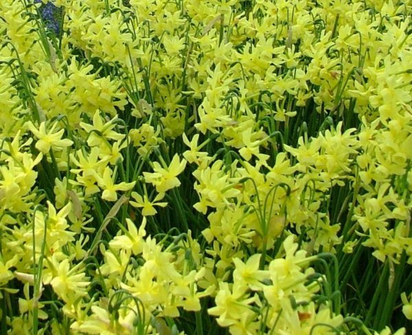 Cyclamineus Narcissus, February Gold