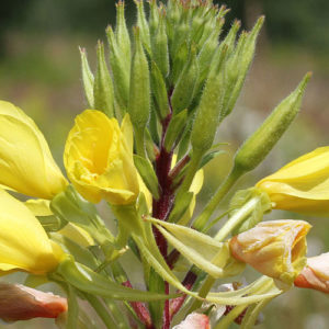 Evening Primrose