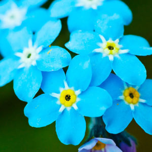 Forget Me Not, Chinese