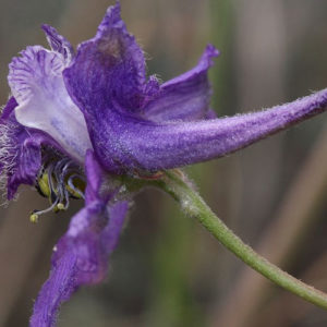 Larkspur