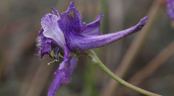 Larkspur