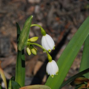 Leucojum, Aestivum