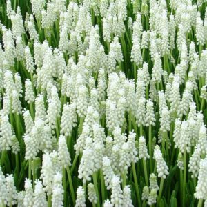 Muscari, Botryoides Album