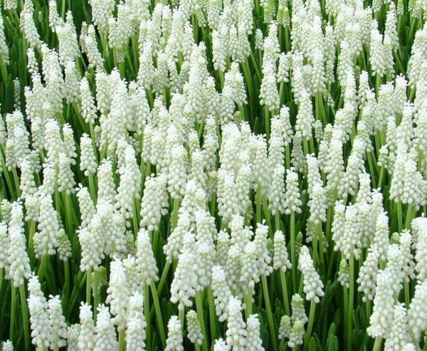 Muscari, Botryoides Album