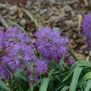 Muscari, Comosum Plumosum