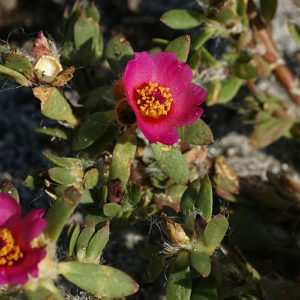 Portulaca, Double
