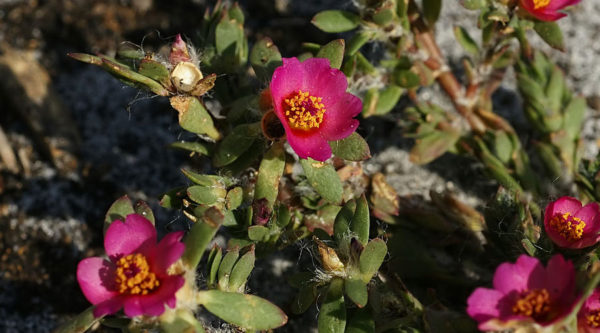 Portulaca, Double