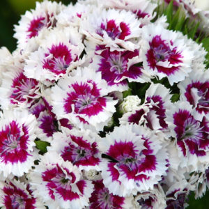 Sweet William, Double