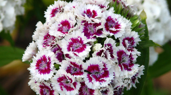 Sweet William, Double