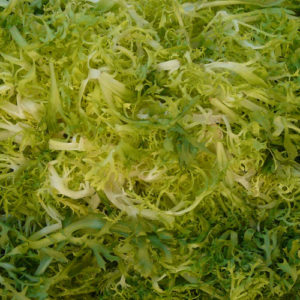 Endive, Frisee-Green Curled Ruffec