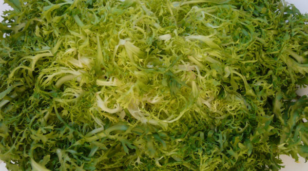 Endive, Frisee-Green Curled Ruffec