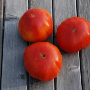 Slicing Tomato, Beefsteak