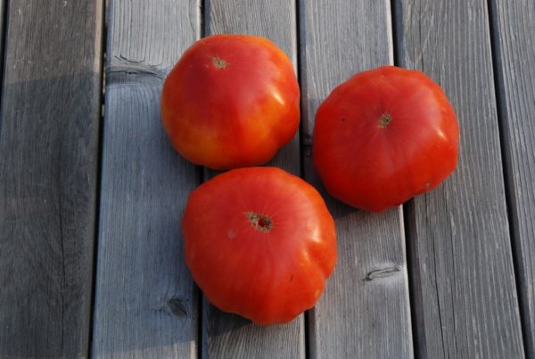 Slicing Tomato, Beefsteak