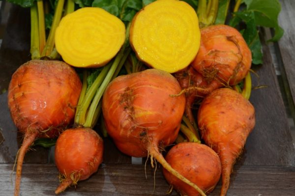 Beet, Detroit Golden