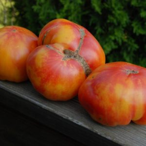 Slicing Tomato, Big Rainbow