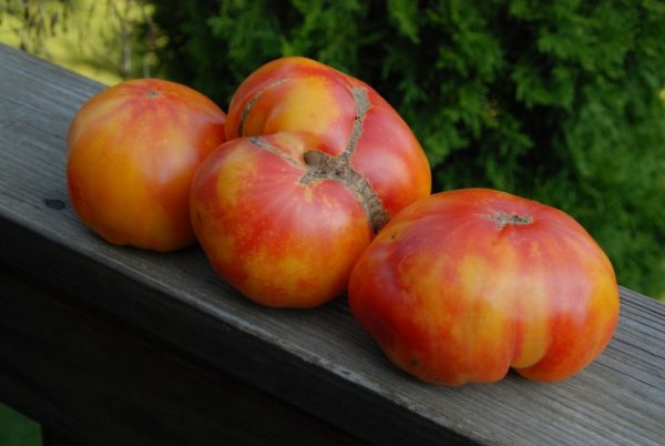 Slicing Tomato, Big Rainbow