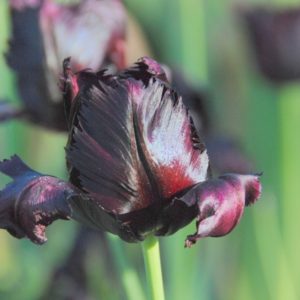 Parrot Tulip, Black Parrot