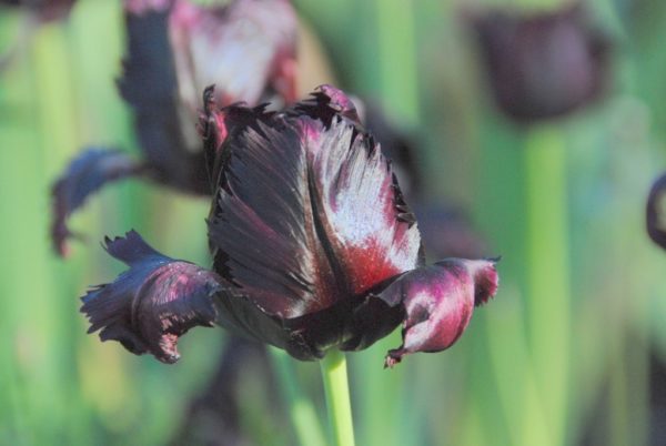 Parrot Tulip, Black Parrot