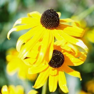 Black-Eyed Susan