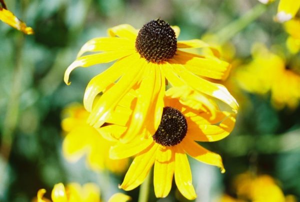 Black-Eyed Susan