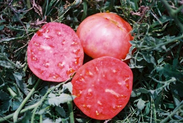 Slicing Tomato, Brandywine
