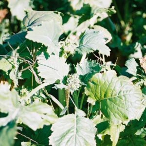 Broccoli, Raab Fall