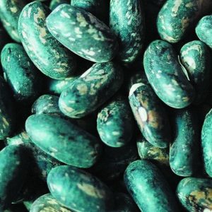 Bush Bean, Tendergreen