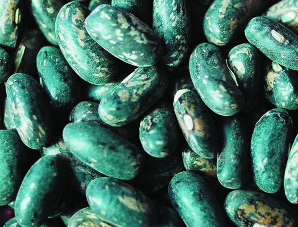 Bush Bean, Tendergreen