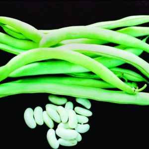 Bush Bean, Blue Lake Bush #274