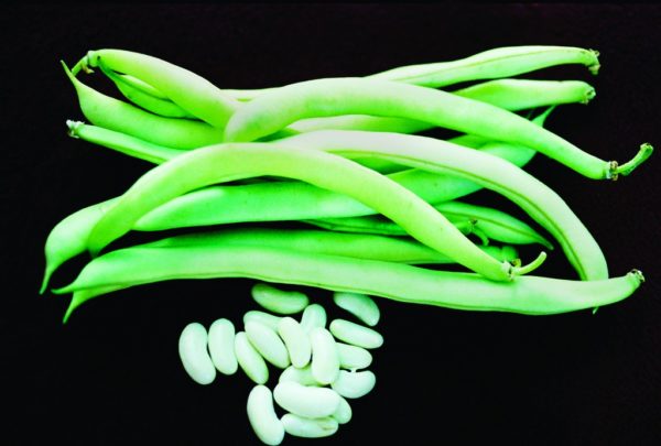 Bush Bean, Blue Lake Bush #274