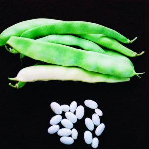 Bush Bean, Roma II