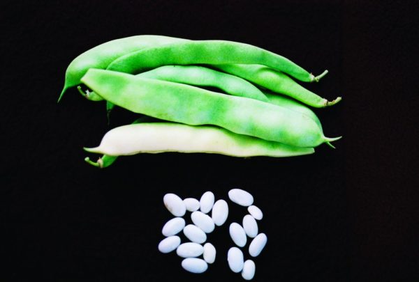 Bush Bean, Roma II