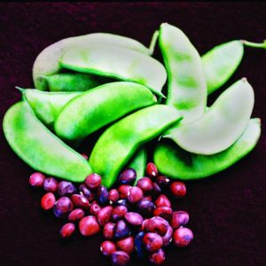 Bush Lima Bean, Dixie Speckled Butter Pea