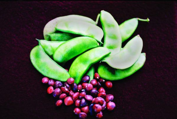 Bush Lima Bean, Dixie Speckled Butter Pea