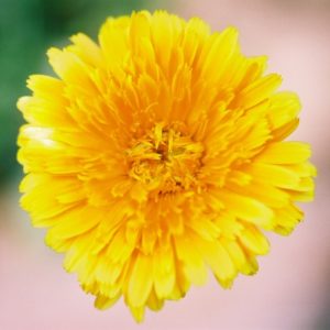 Calendula