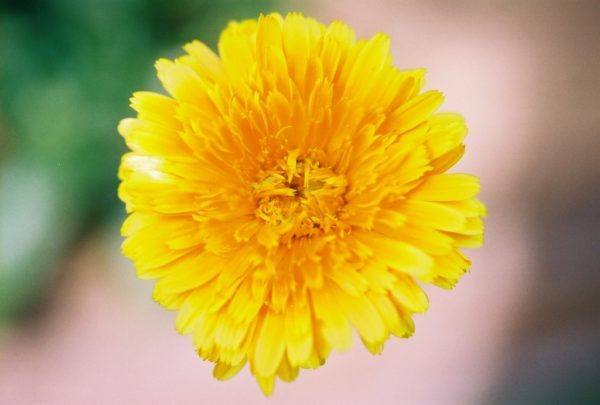 Calendula