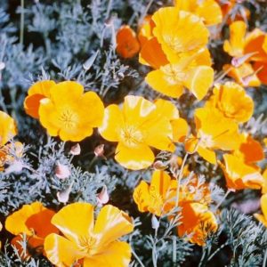 Poppy, California