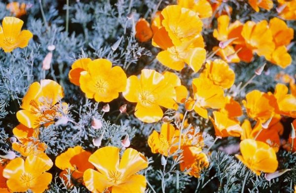 Poppy, California