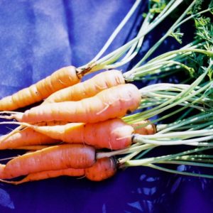 Carrot, Danvers Half Long